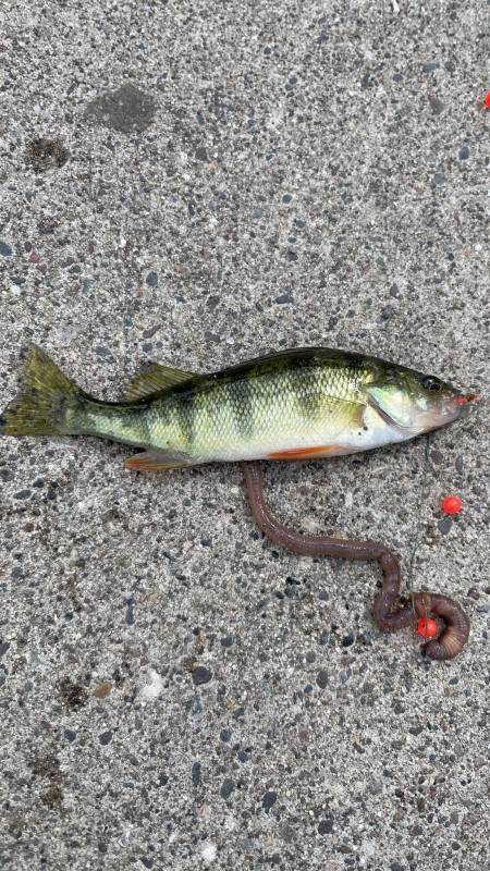 Yellow perch in Saint Croix River