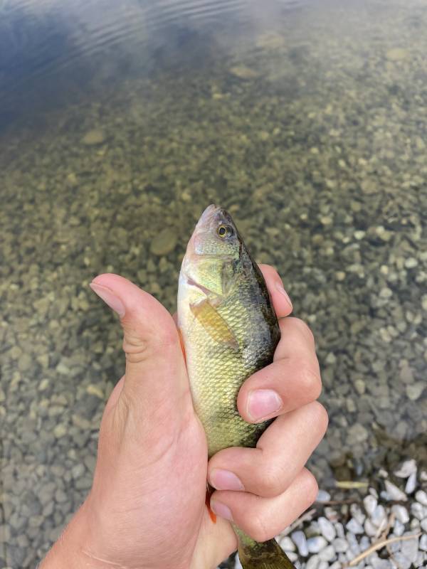 Yellow perch in Washington