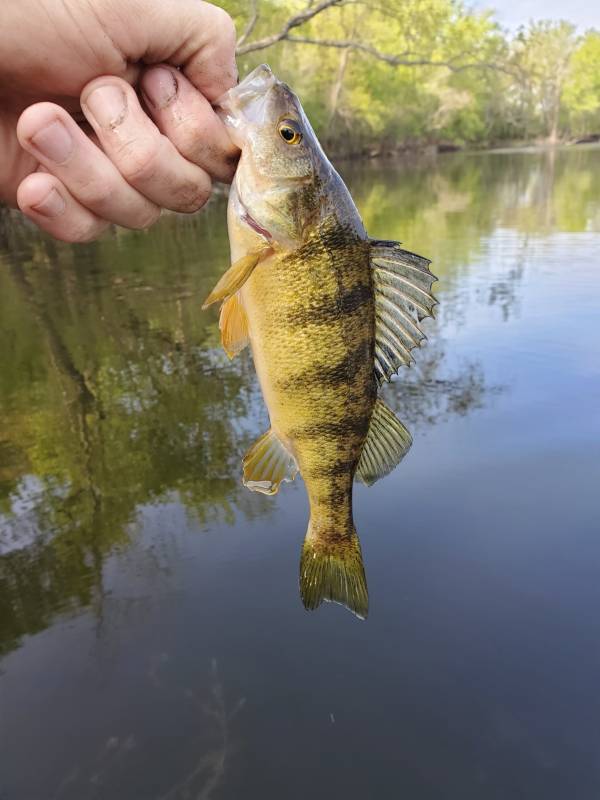 Yellow perch in La Crosse