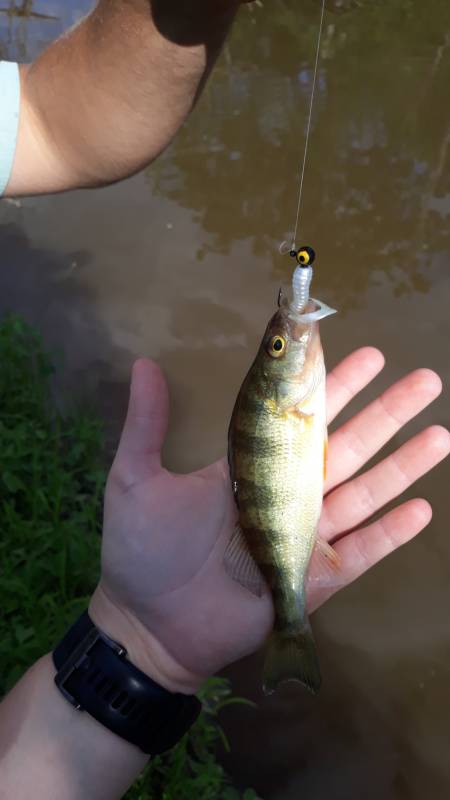 Yellow perch in Leesburg