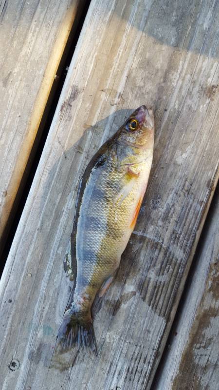 Yellow perch in Ely
