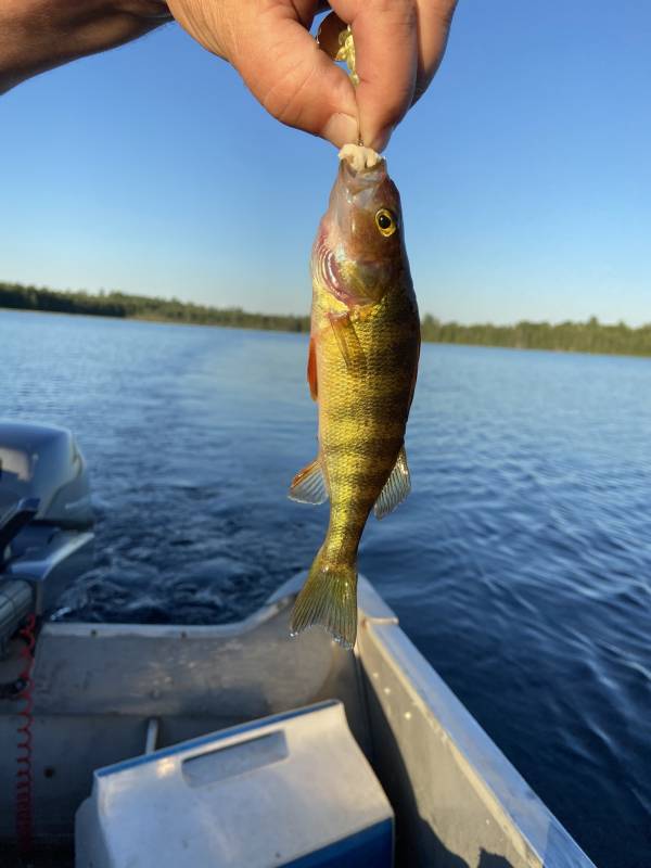 Yellow perch in Maine