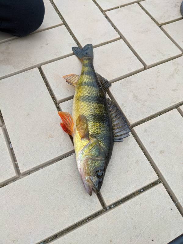 Yellow perch in Hill