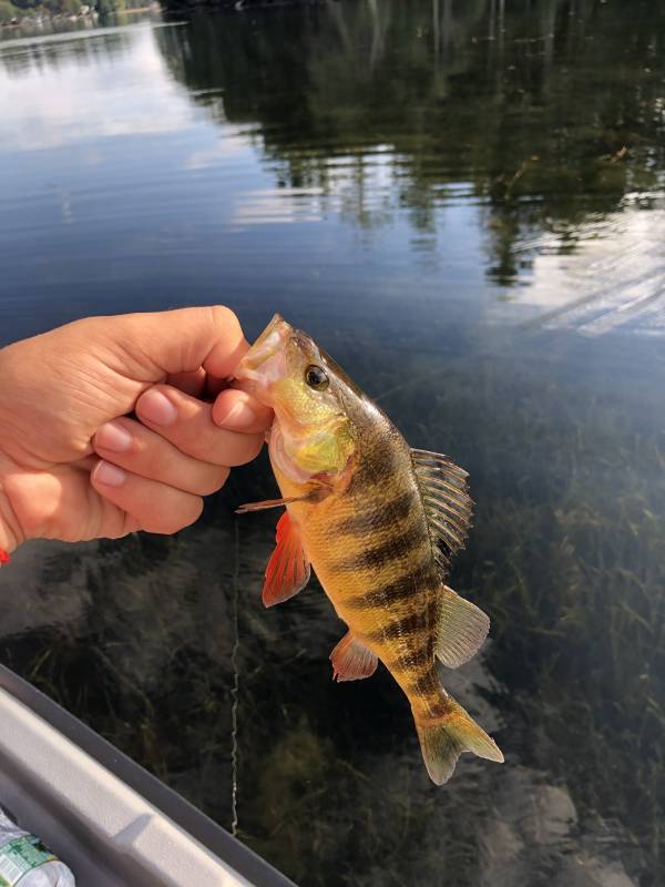 Yellow perch in Malden