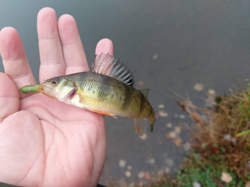 Yellow perch in Womelsdorf