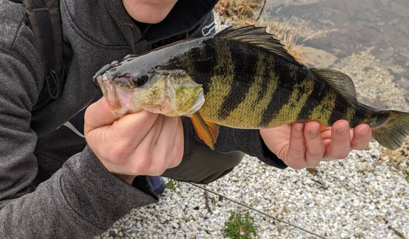 Yellow perch in Haledon