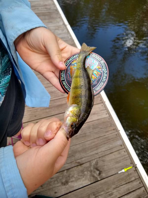 Yellow perch in Waukegan