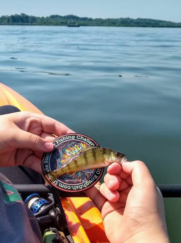 Yellow perch in Racine