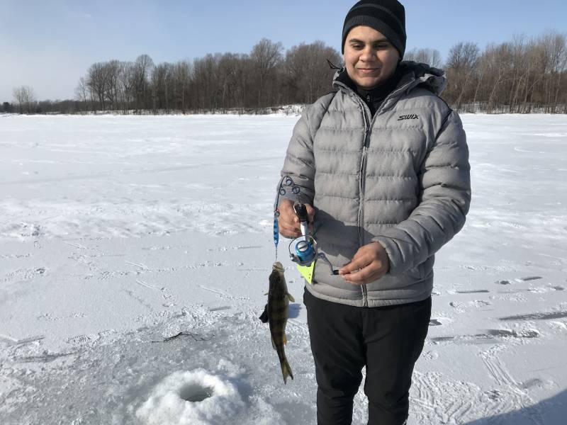 Yellow perch in Lake Champlain
