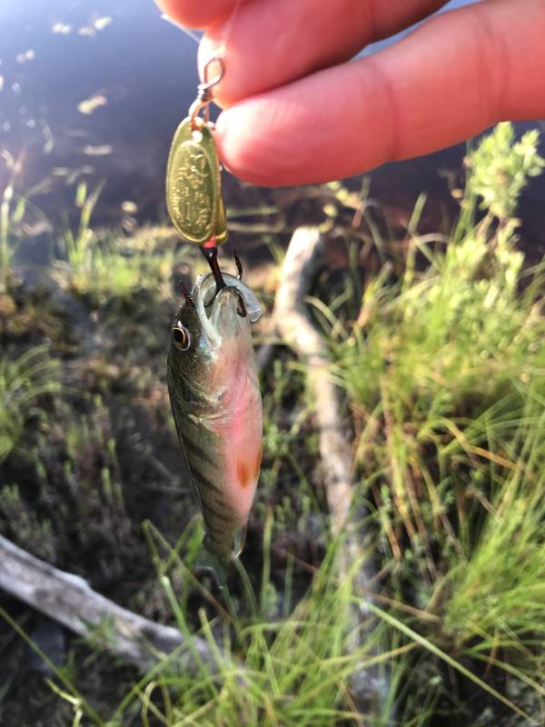 Yellow perch in Lake Superior