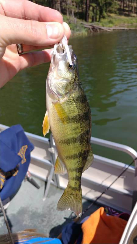 Yellow perch in South Dakota
