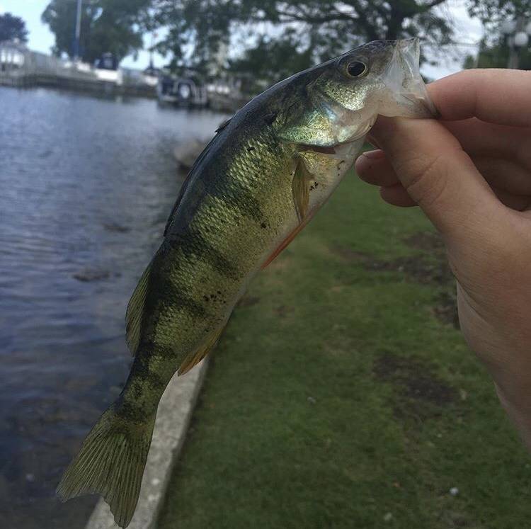 Yellow perch in Central Lake