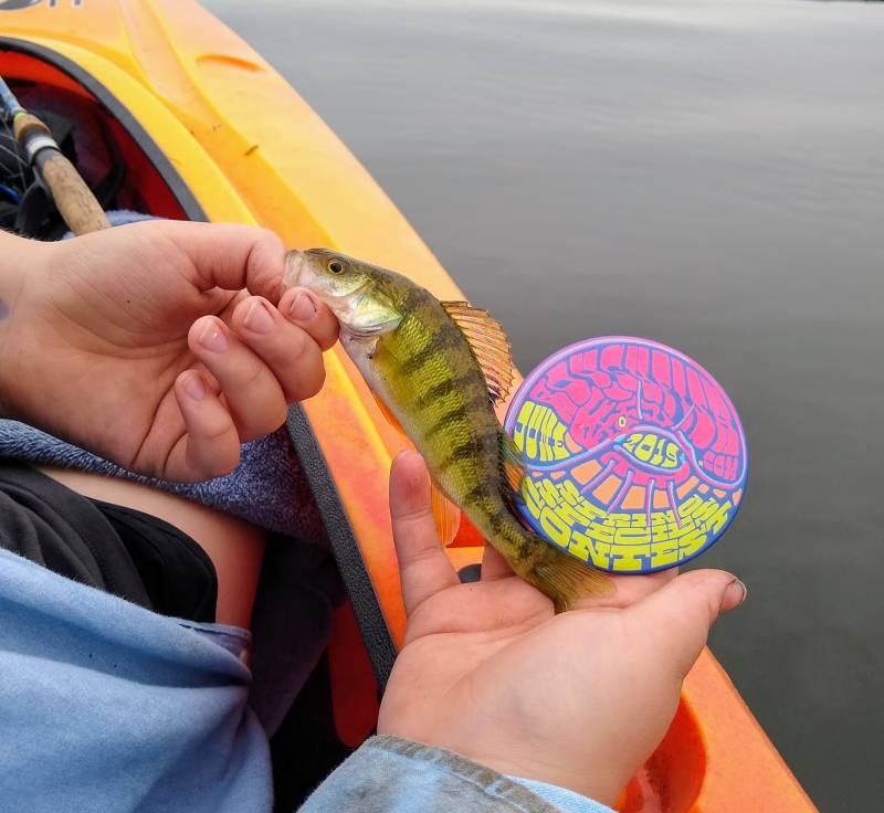 Yellow perch in Racine
