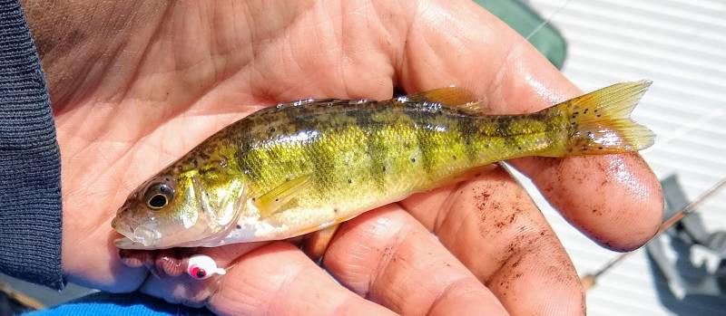 Yellow perch in Racine
