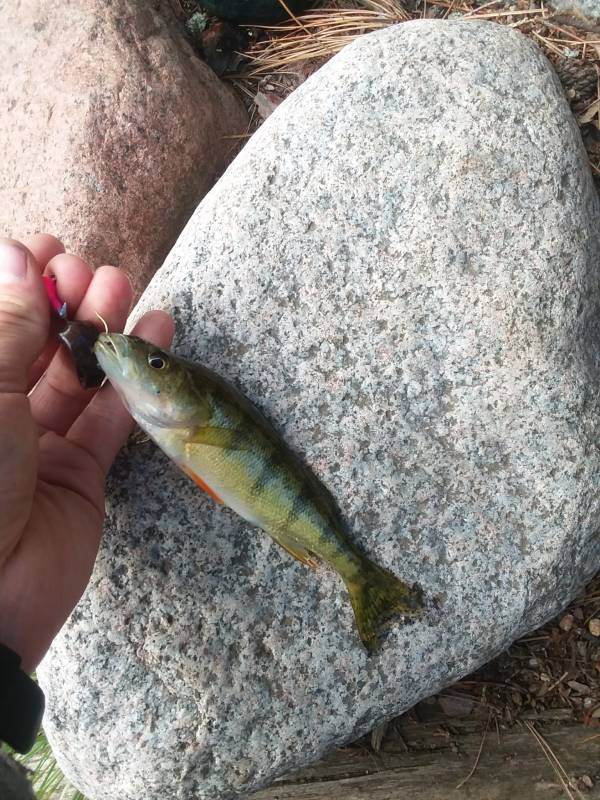 Yellow perch in Ely