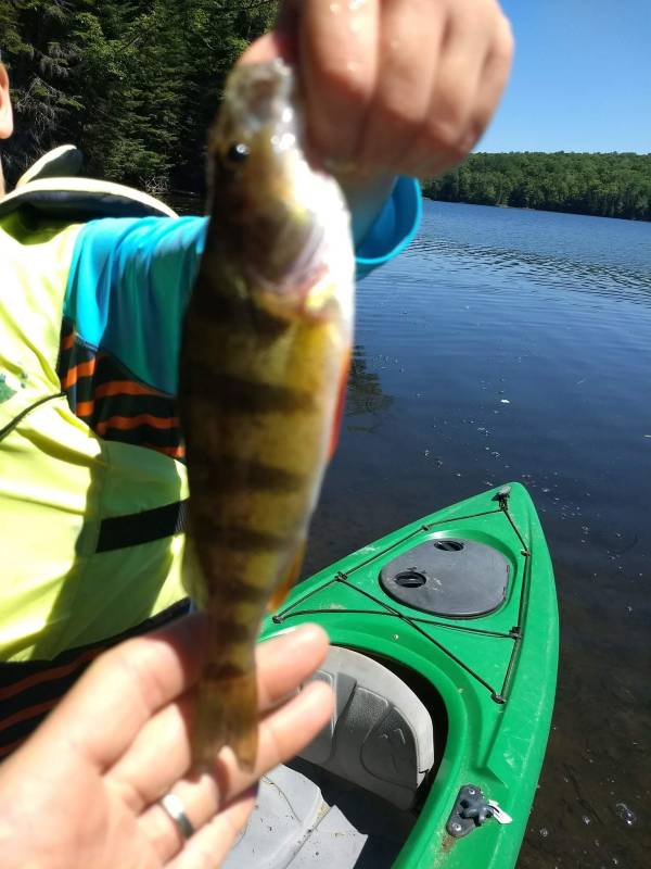 Yellow perch in Saint Albans City