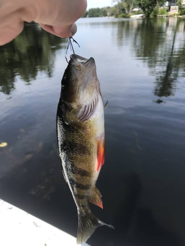 Yellow perch in Waltham