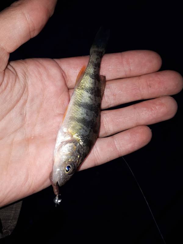 Yellow perch in Belleville