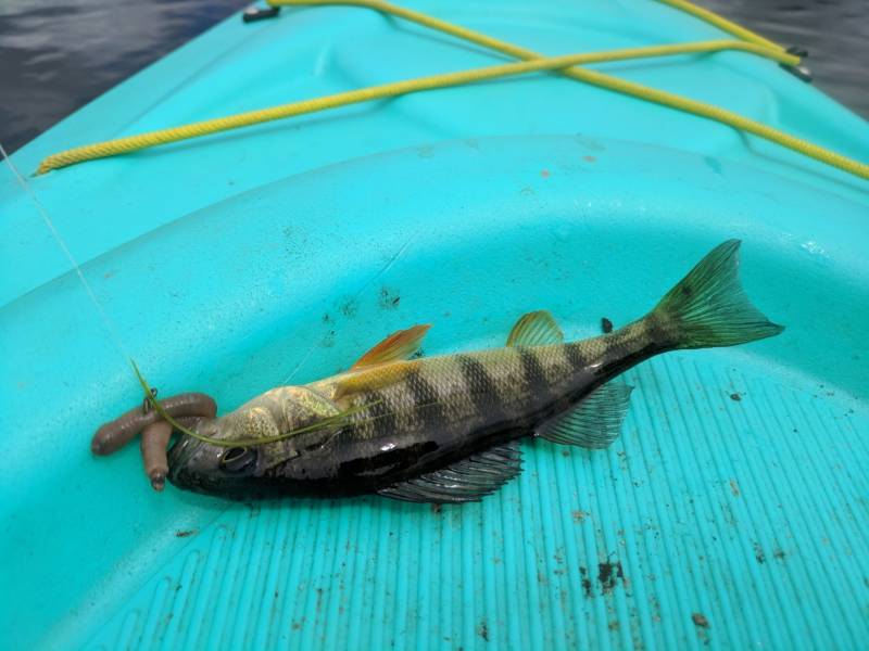 Yellow perch in City of Little Falls