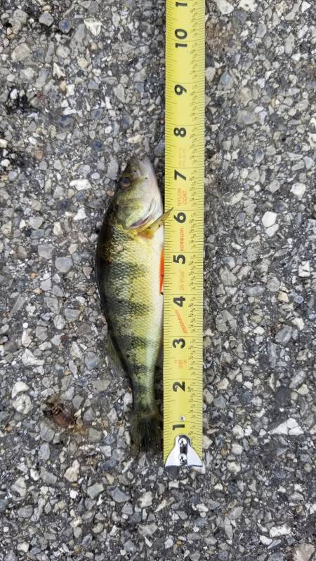 Yellow perch in Shrewsbury