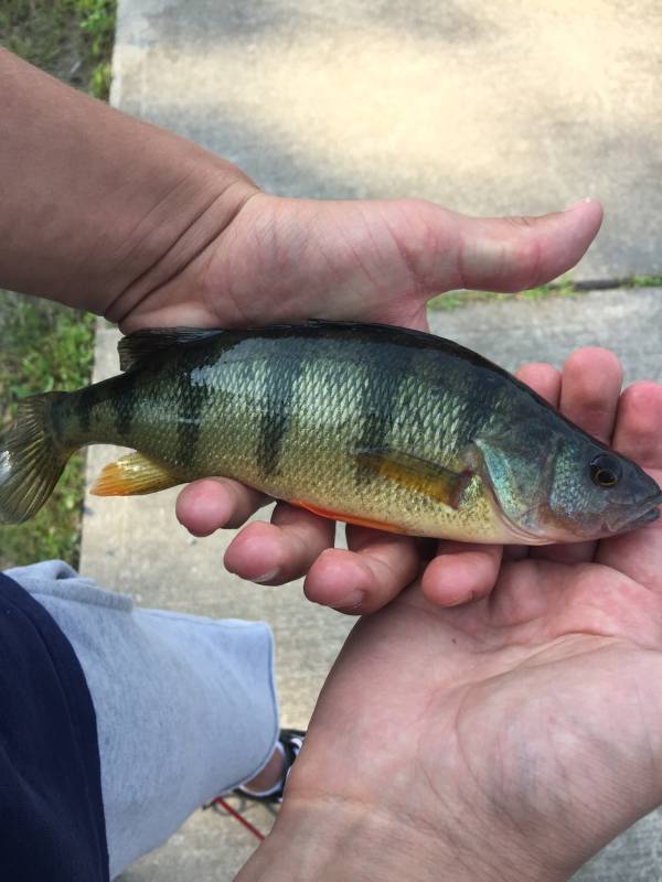 Yellow perch in Village of Manchester
