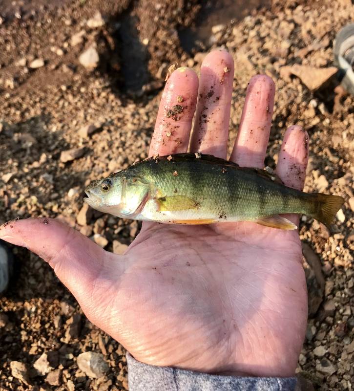 Yellow perch in Charleston