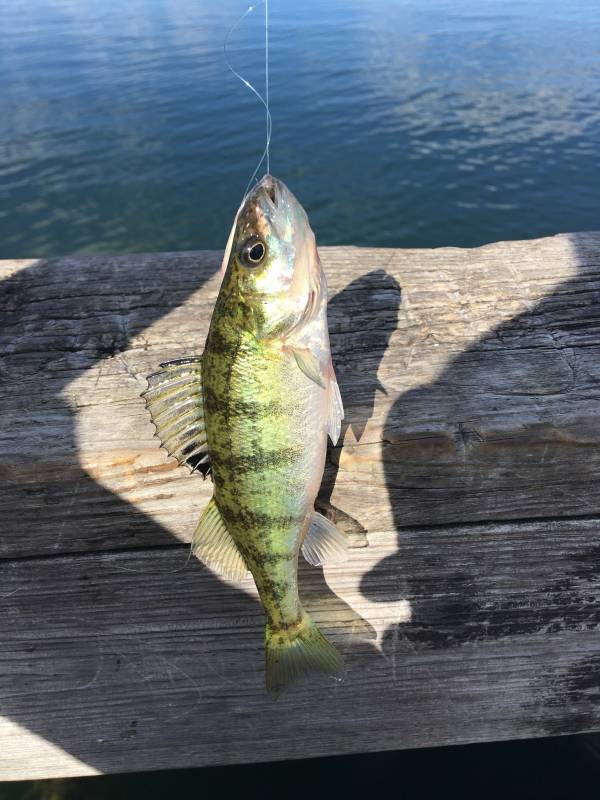 Yellow perch in Inver Grove Heights