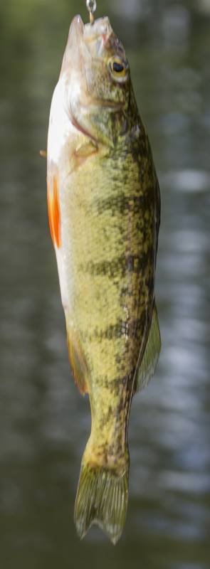 Yellow perch in Oconto County
