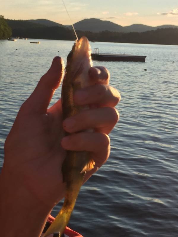 Yellow perch in Village of Granville