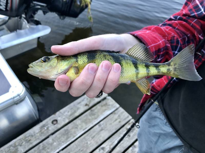 Yellow perch in Village of Tully