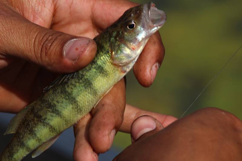 Yellow perch in West View