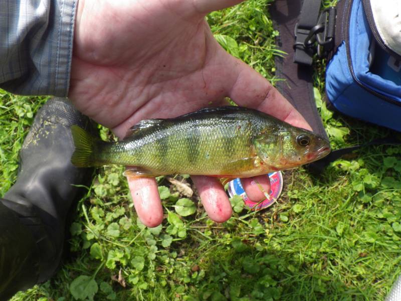Yellow perch in Wisconsin River