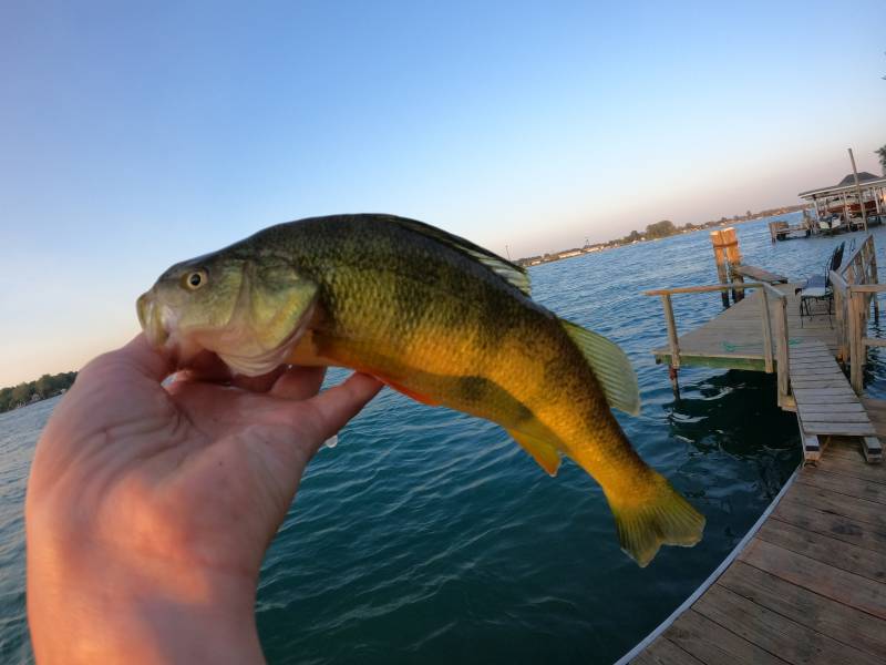 Yellow perch in Troy