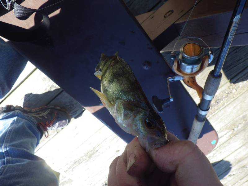 Yellow perch in Walker