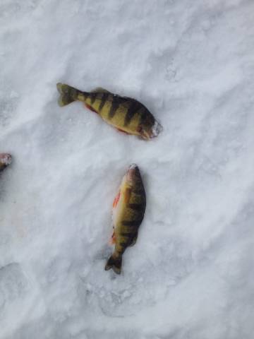 Yellow perch in Hill