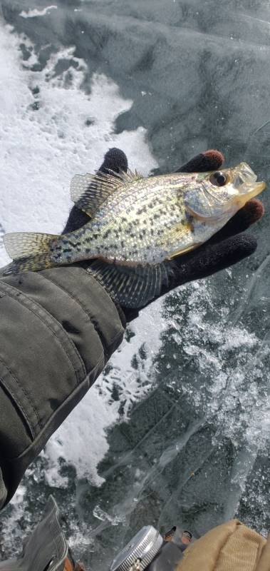 Black crappie in Iowa