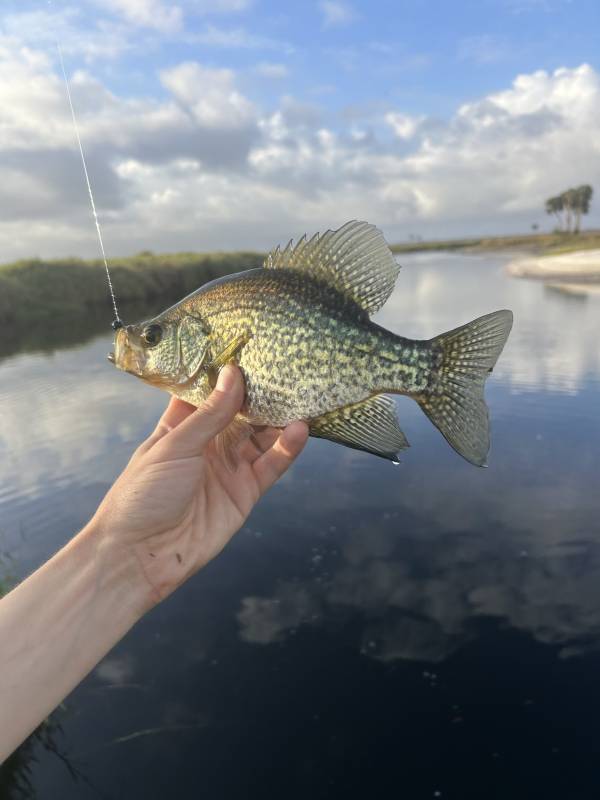 Black crappie in MetroWest