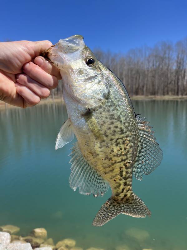 Black crappie in Paris