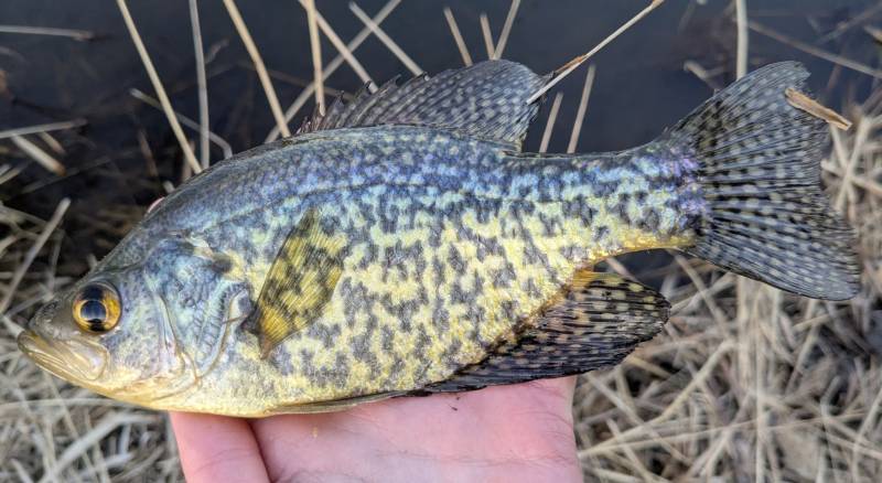 Black crappie in Hazel Park