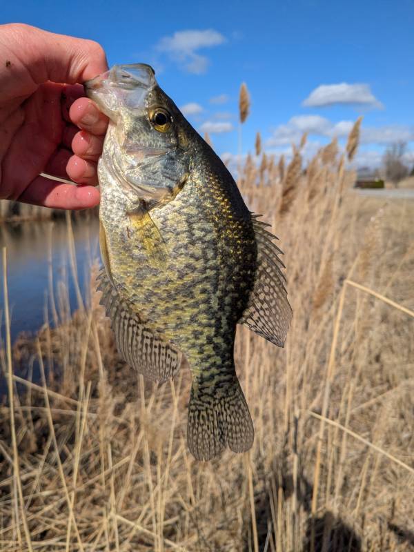Black crappie in Hazel Park