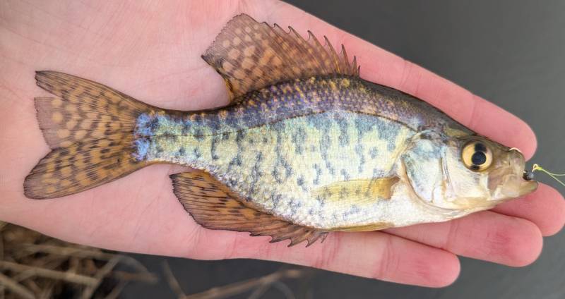 Black crappie in Hazel Park