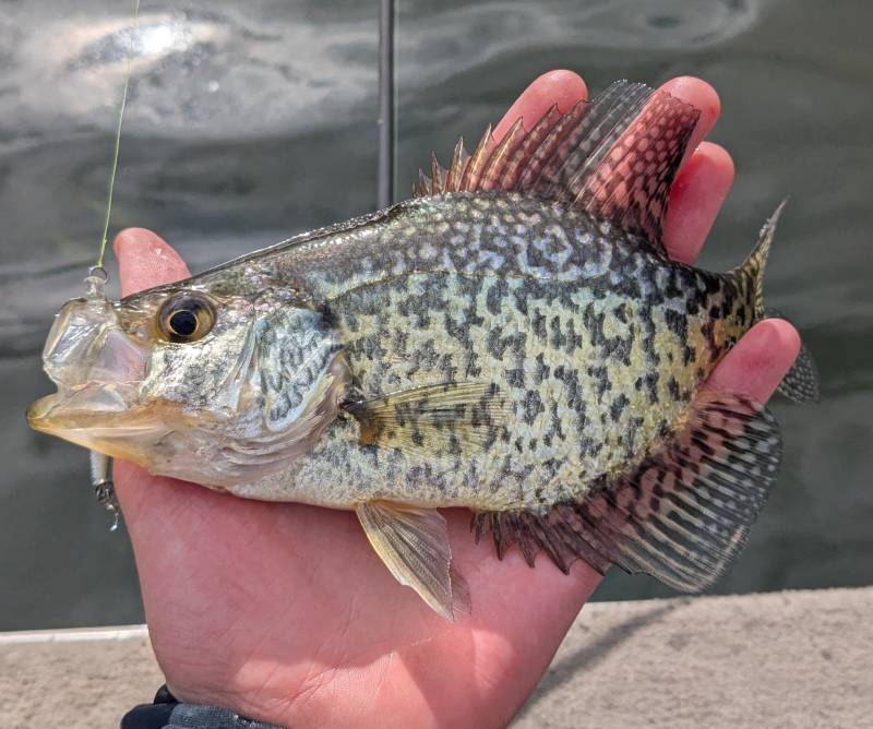 Black crappie in United States