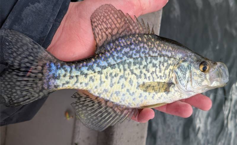 Black crappie in United States