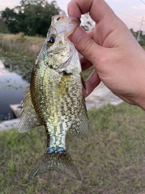 Black crappie in United States
