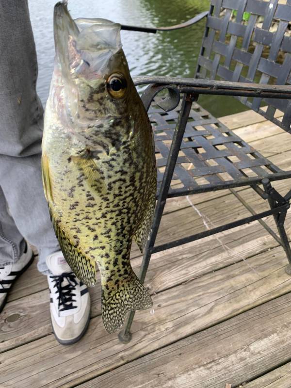 Black crappie in United States