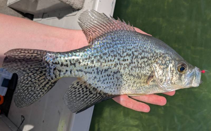 Black crappie in South Lyon