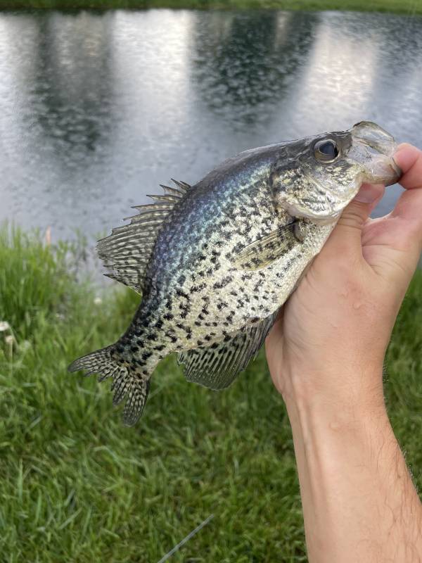 Black crappie in Mason