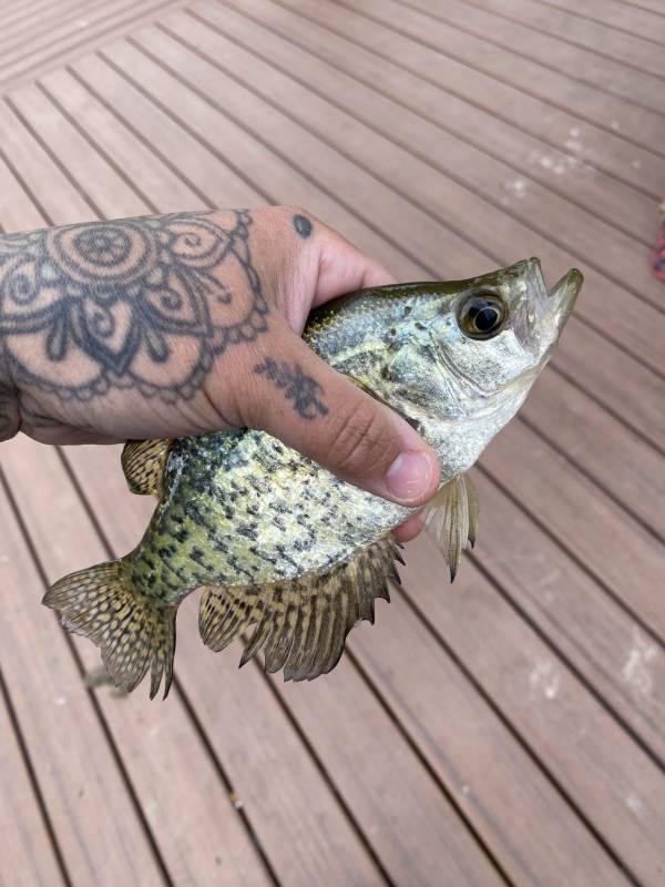Black crappie in Bennet