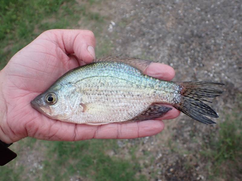 Black crappie in Austwell