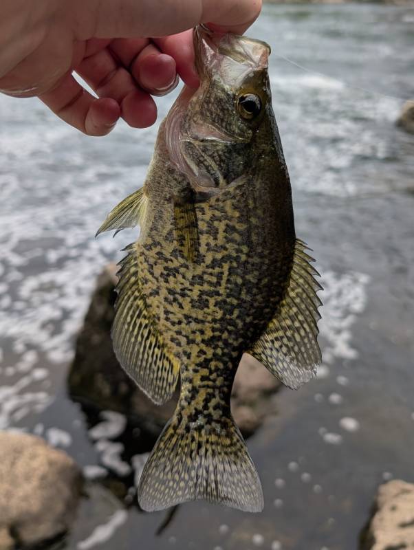 Black crappie in Connecticut River